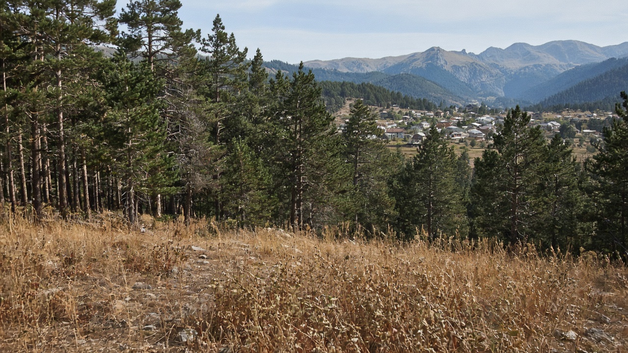 Dry grass and pines at the edge of a Swiss forest